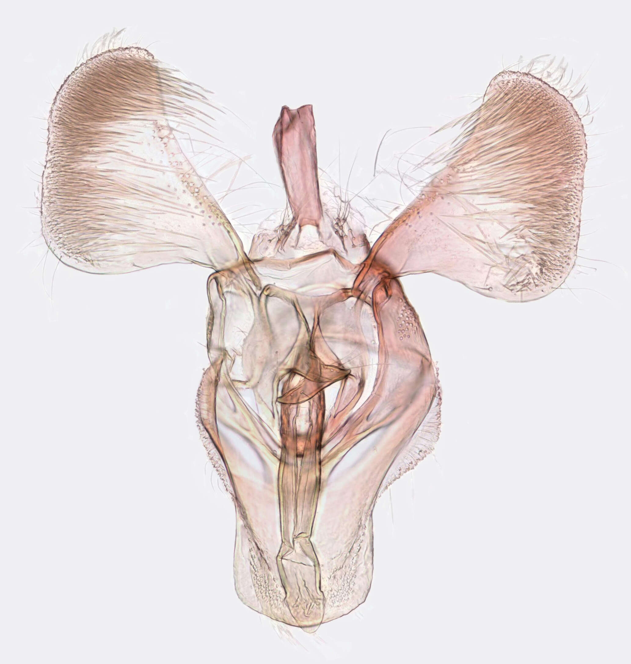 Image of Parornix anglicella (Stainton 1850)