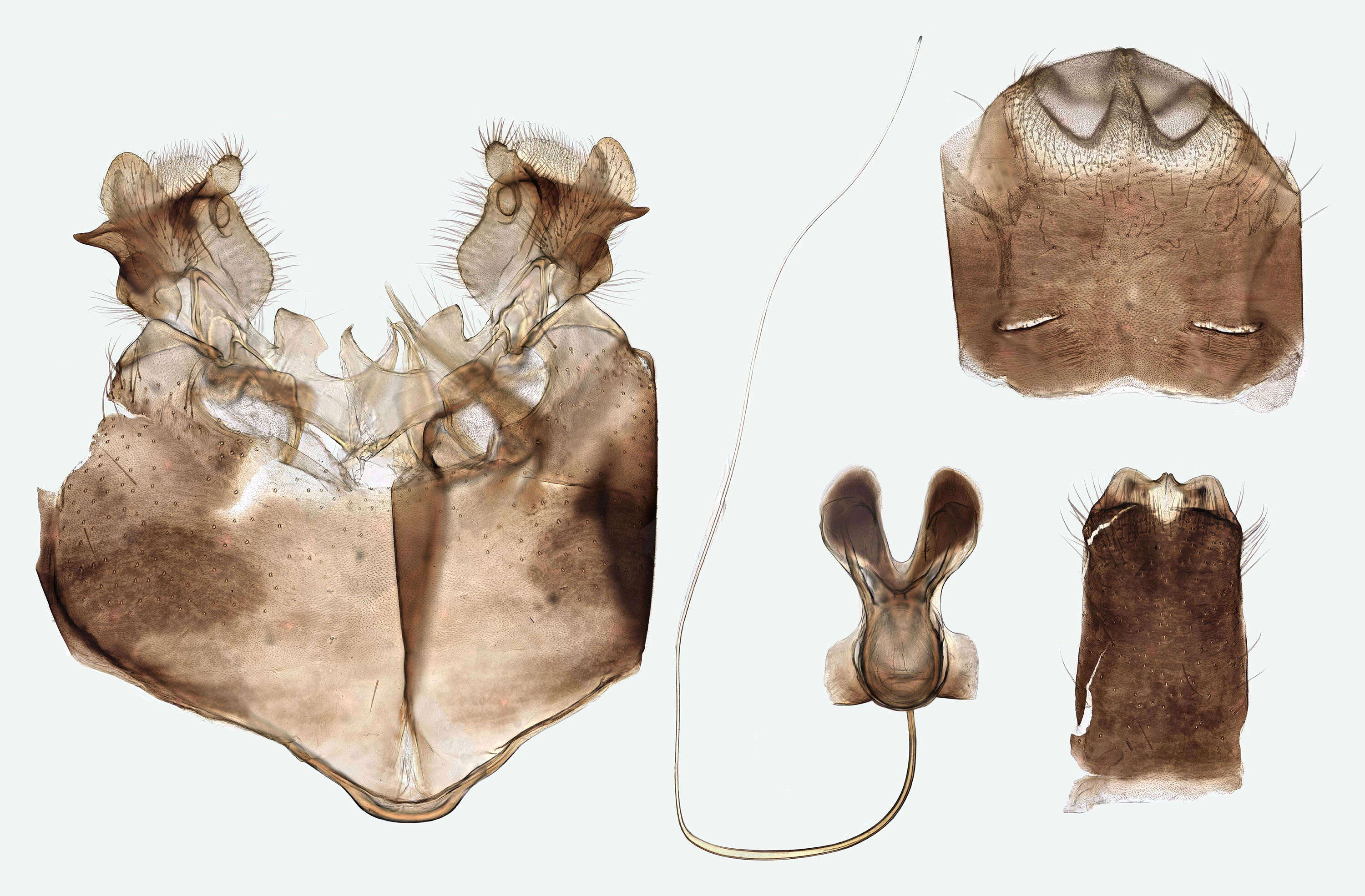 Image of Tipula (Beringotipula) unca Wiedemann 1817