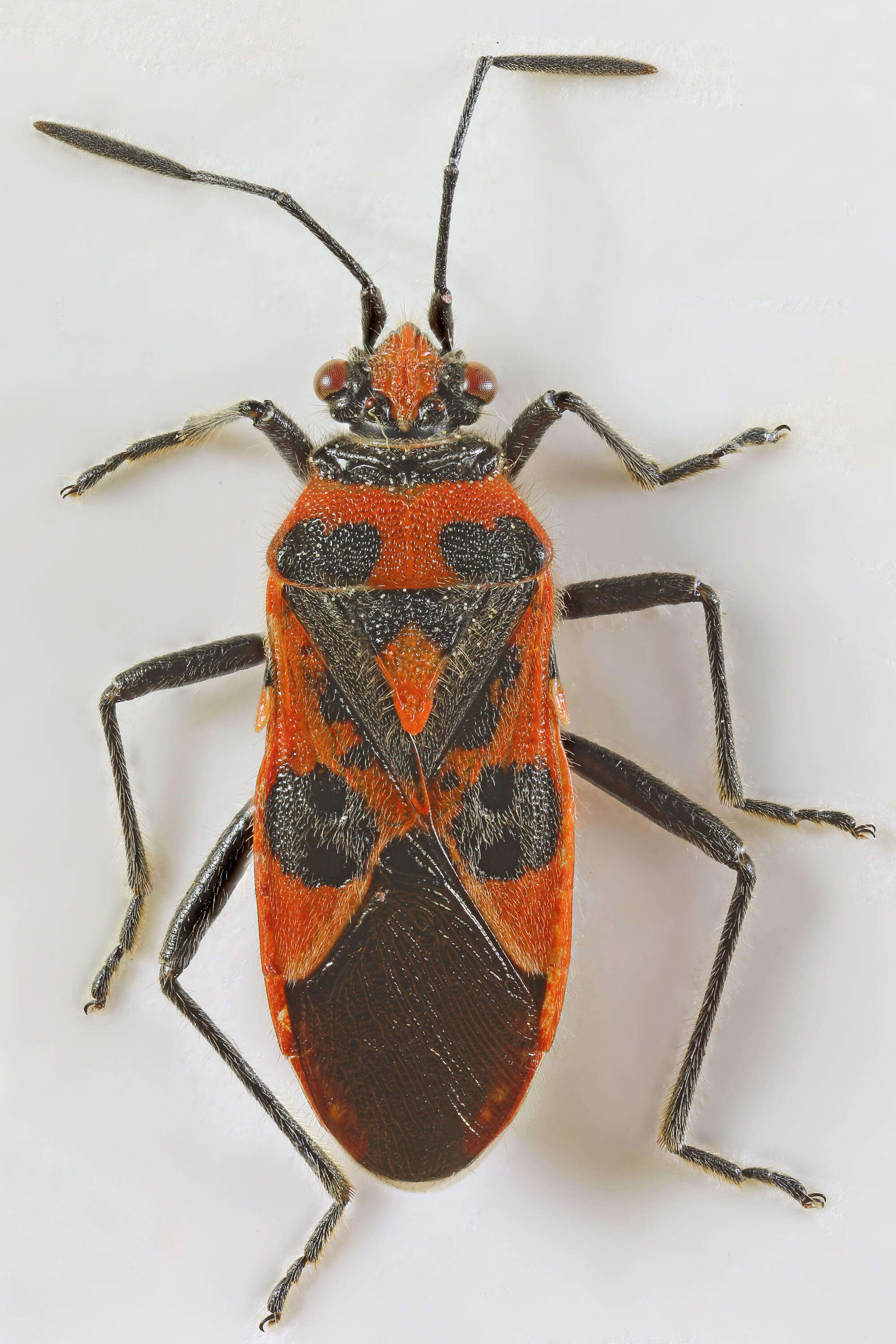 Image of black & red squash bug