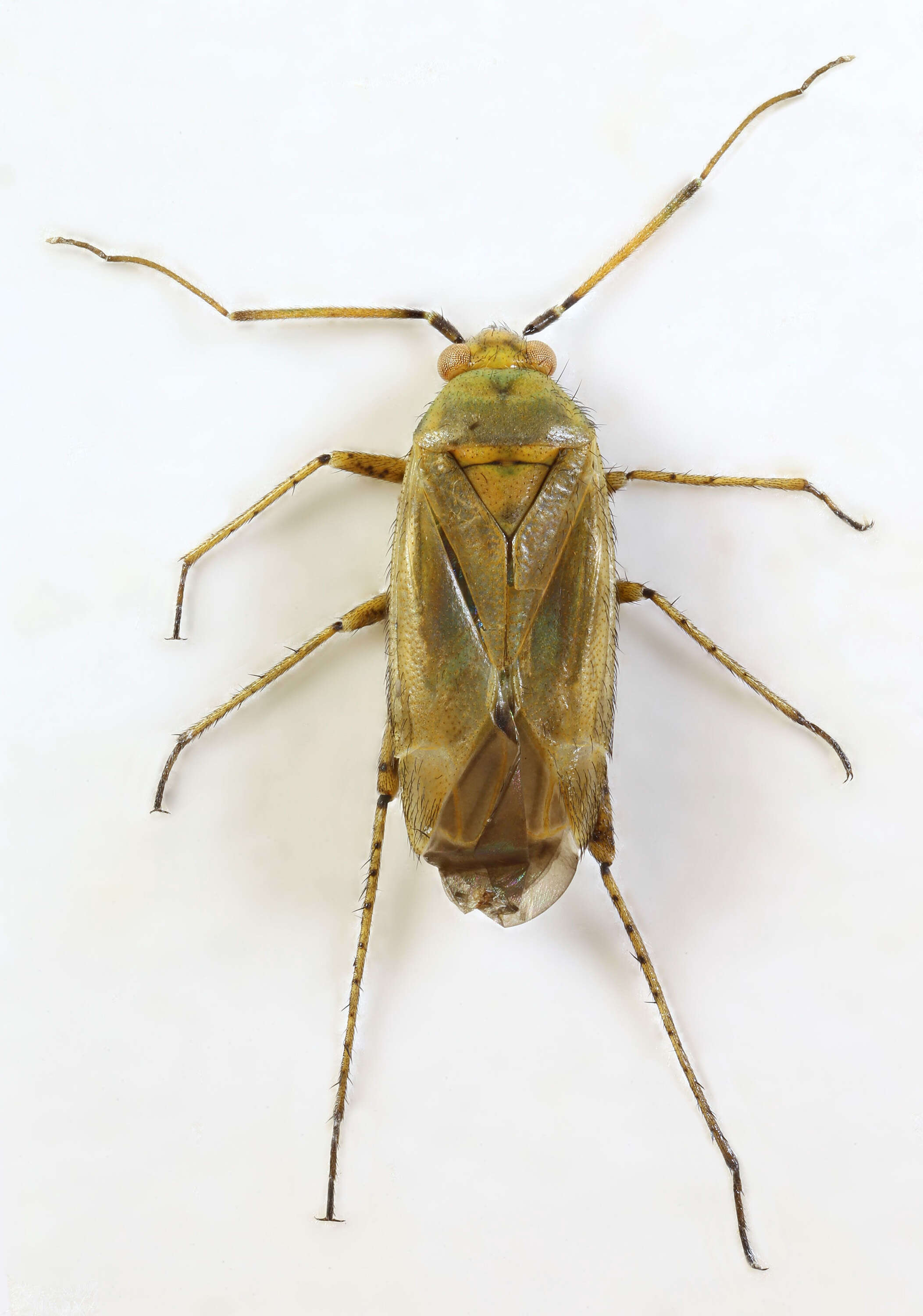 Plagiognathus chrysanthemi (Wolff 1804)的圖片