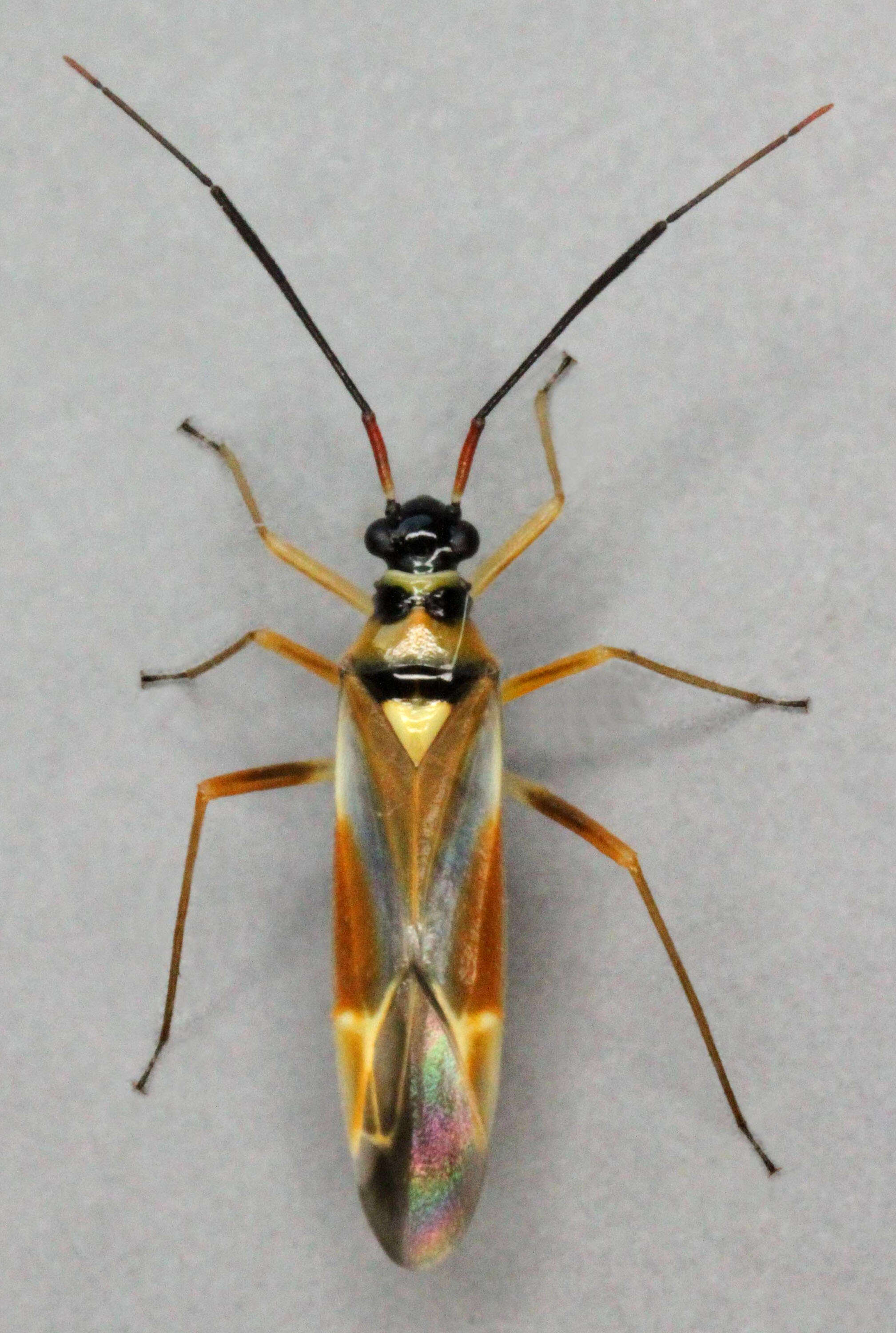 Image of Cyllecoris