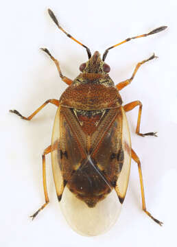 Image of Birch Catkin Bug