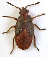 Image of Birch Catkin Bug