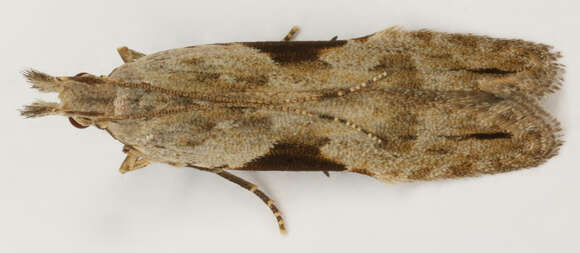 Image of Hypatima rhomboidella Linnaeus 1758