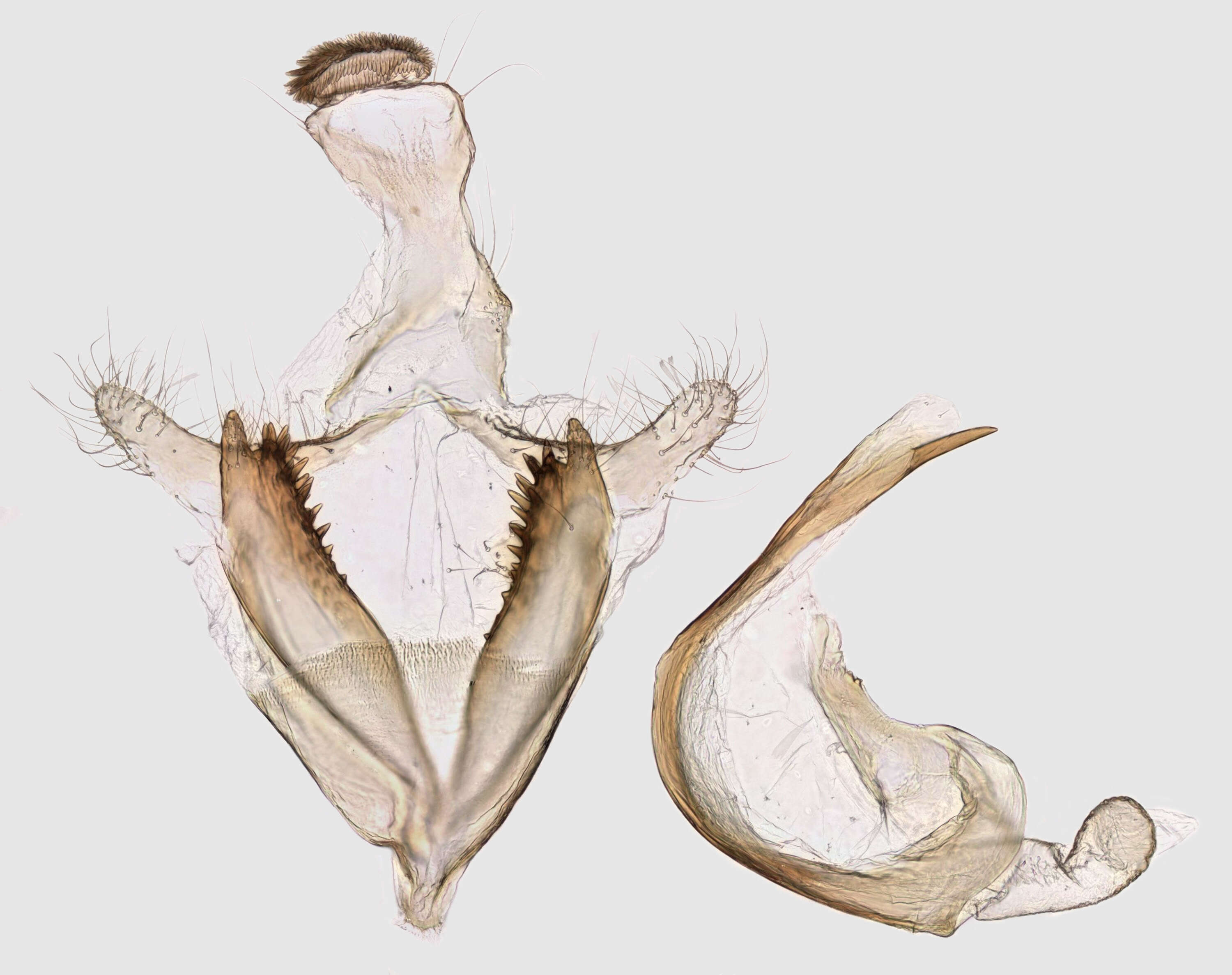 صورة Coleophora lutipennella Zeller 1838