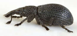Image of Perapion curtirostre