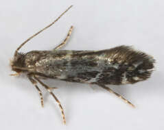 Image of Silver-barred Clothes Moth