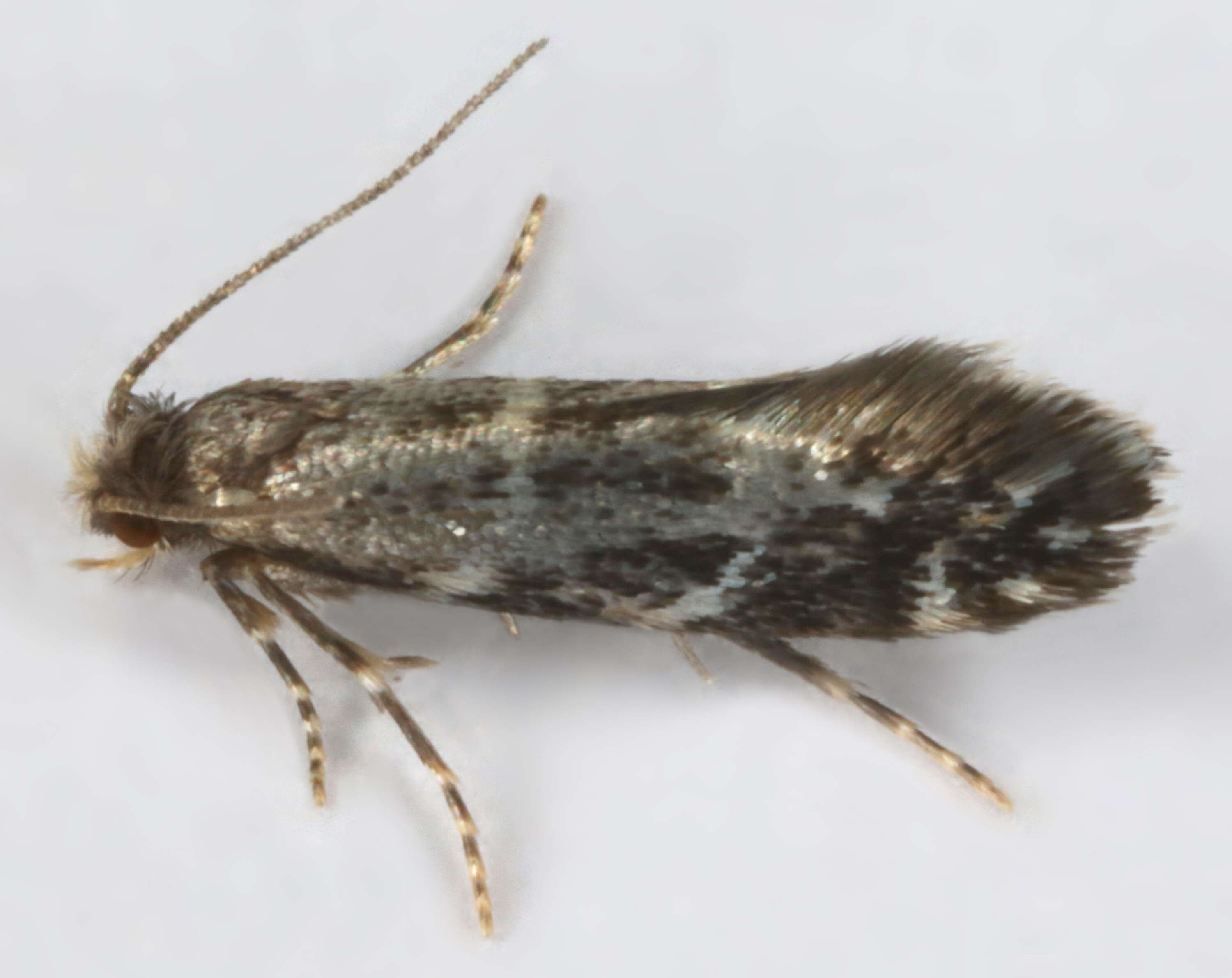 Image of Silver-barred Clothes Moth