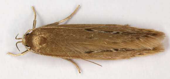 Image of Limnaecia phragmitella Stainton 1851