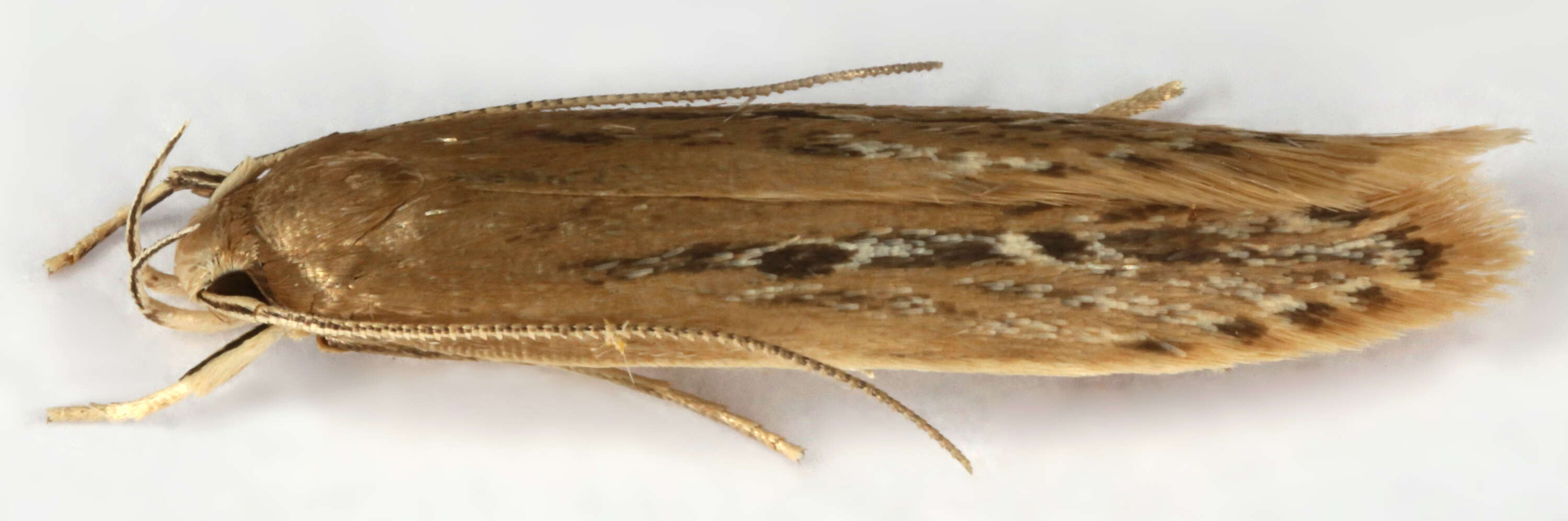 Image of Limnaecia phragmitella Stainton 1851