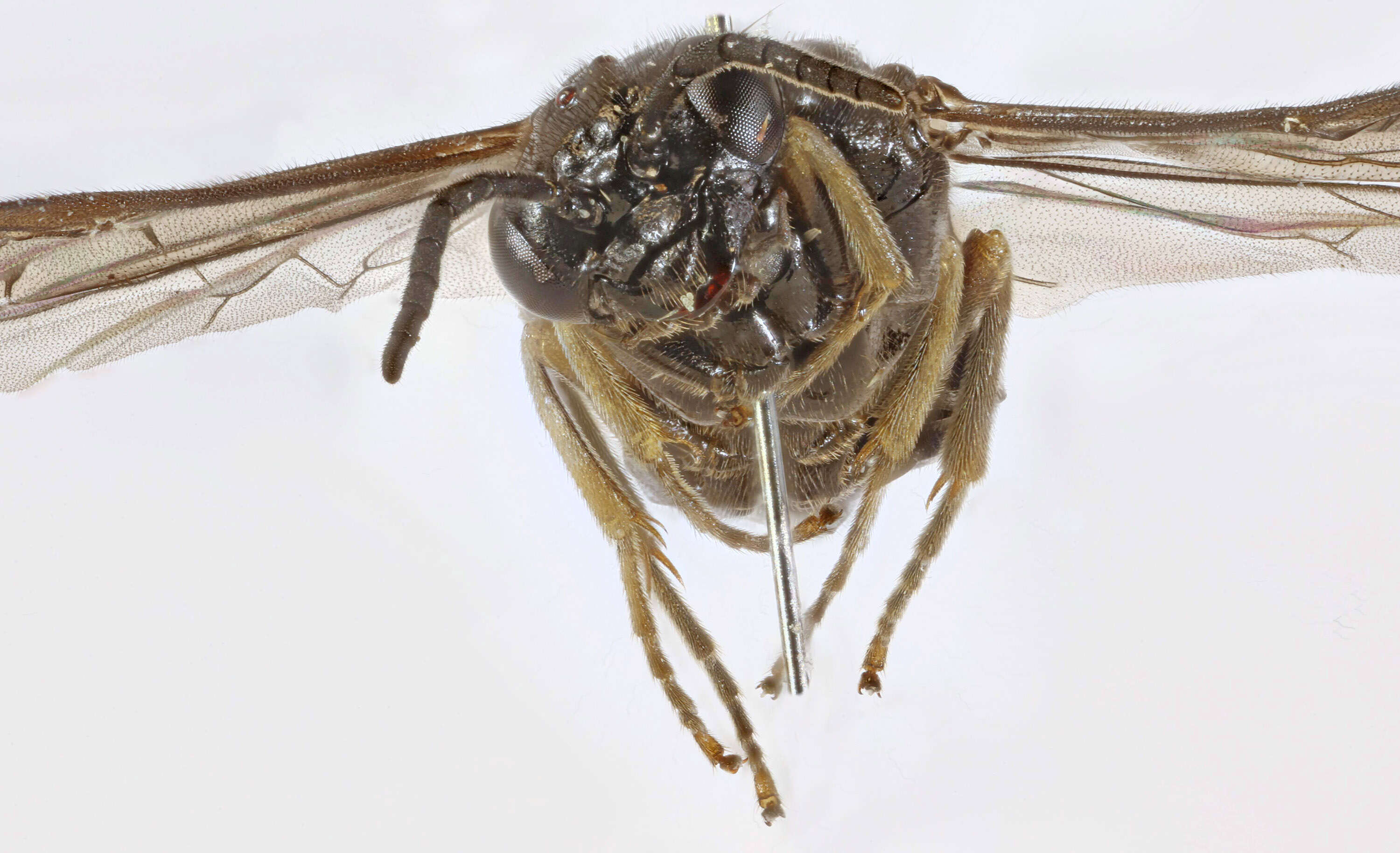 Image of Endelomyia aethiops (Fabricius)