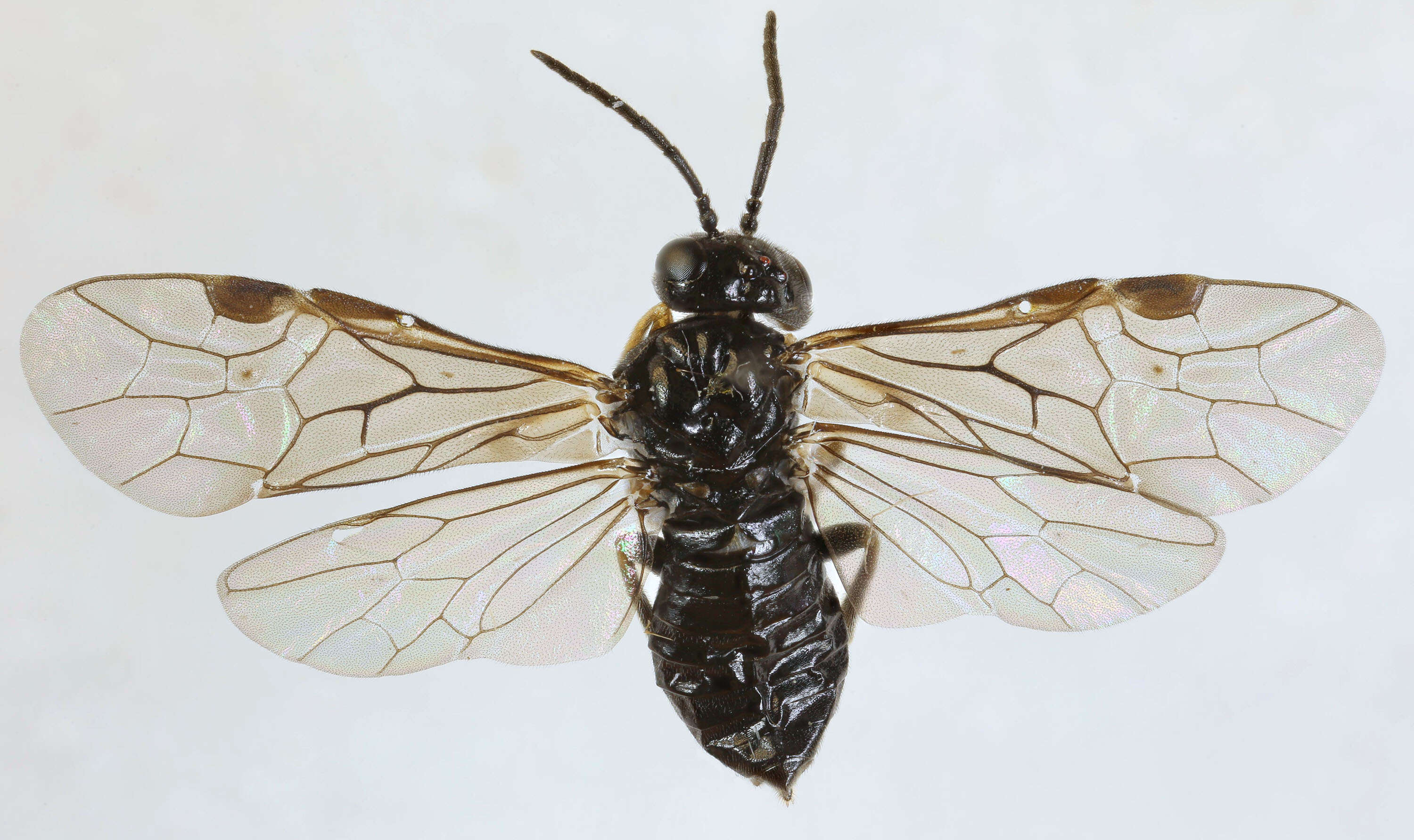 Image of Endelomyia aethiops (Fabricius)