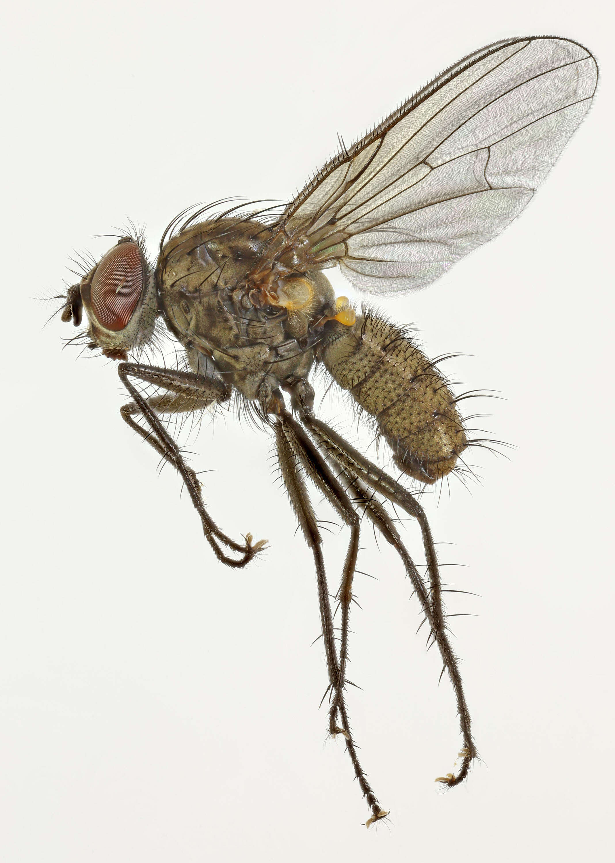 Image of Hylemya variata (Fallen 1823)