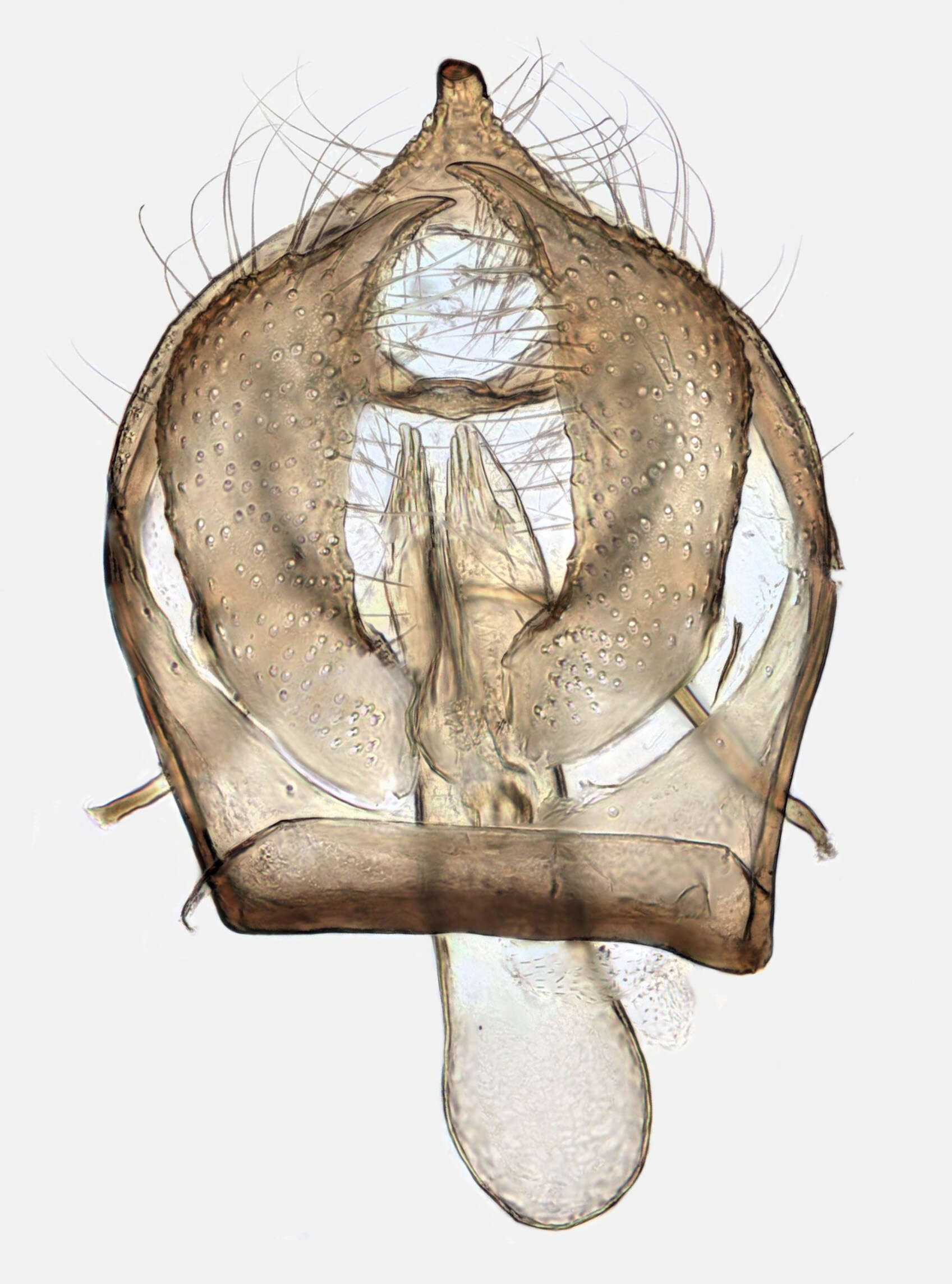 صورة Ectoedemia occultella (Linnaeus 1767) Robinson et al. 1983