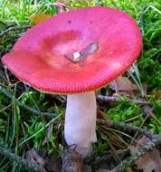 Image of Russula emetica (Schaeff.) Pers. 1796