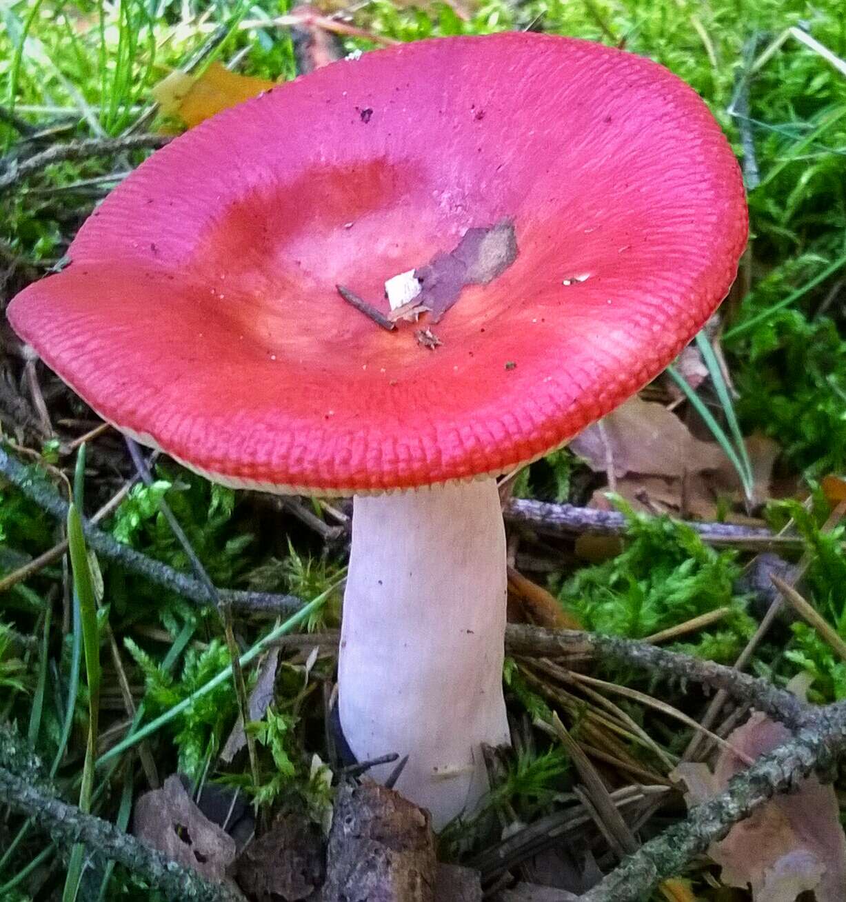 Image of Russula emetica (Schaeff.) Pers. 1796