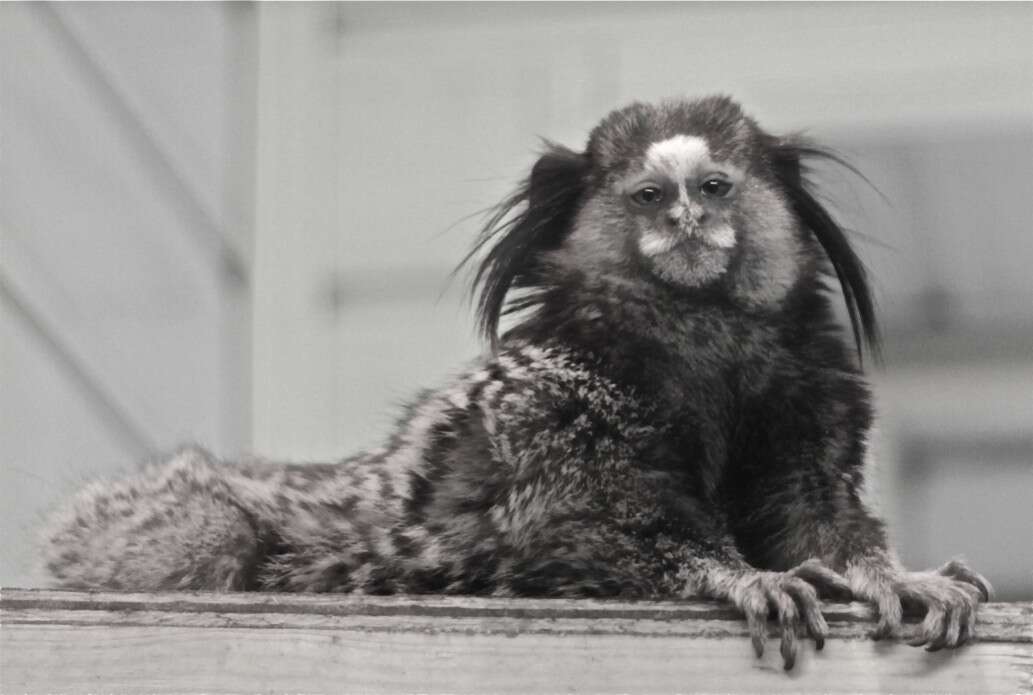 Image of Wied's Black-tufted-ear Marmoset