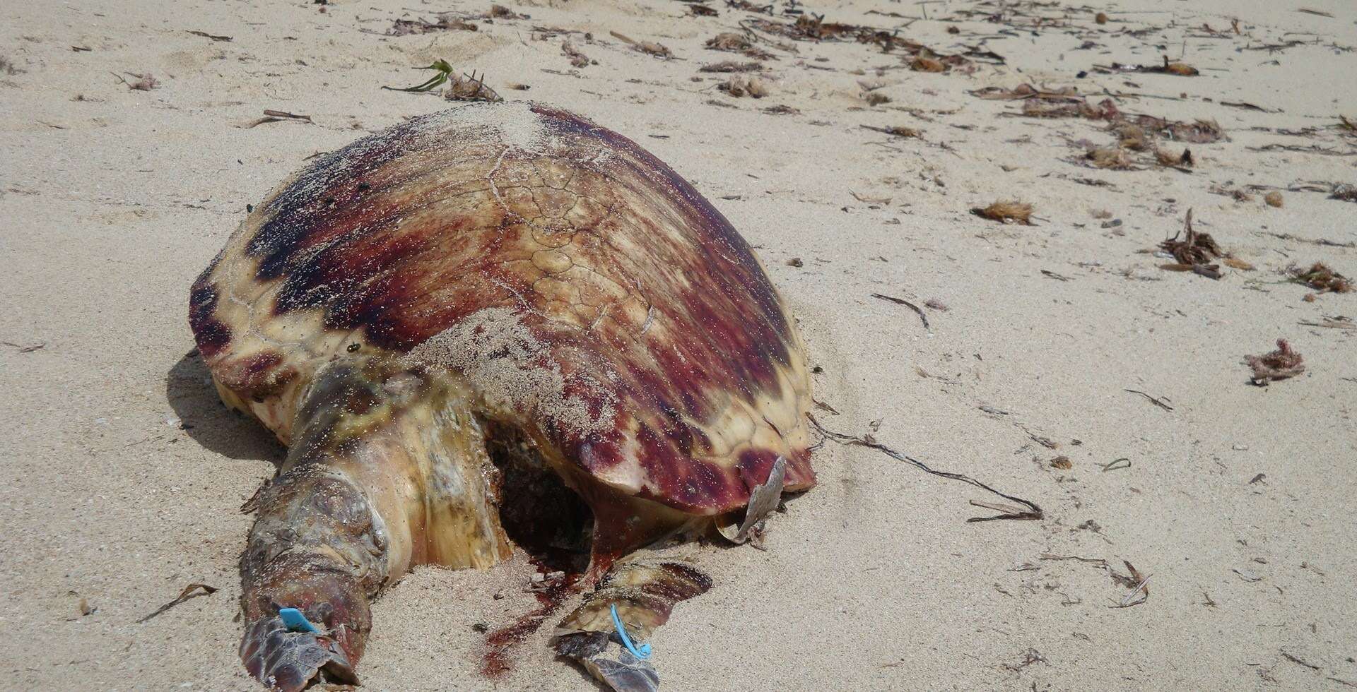 Image of Caretta