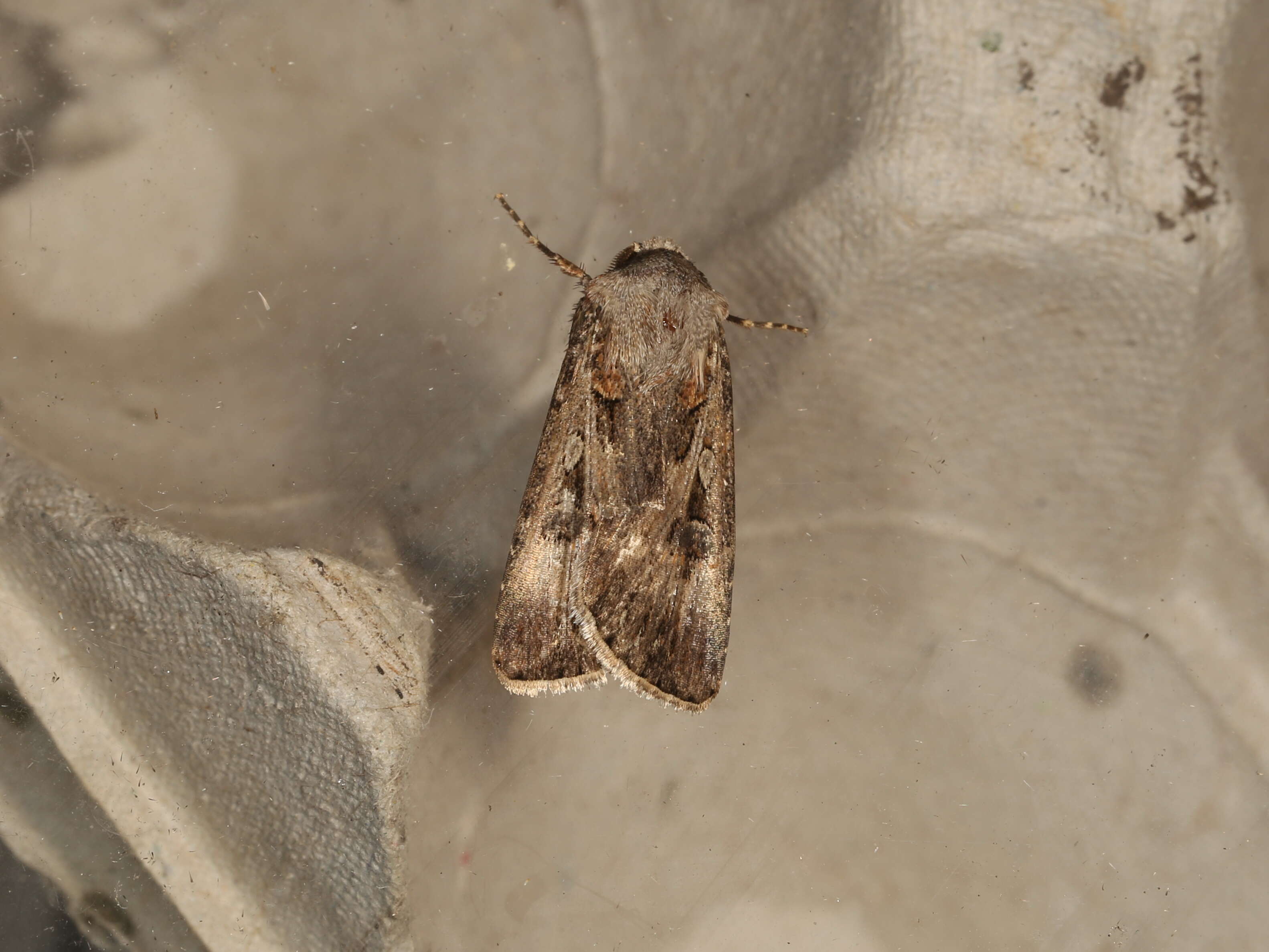 Image of Agrotis munda Walker 1856