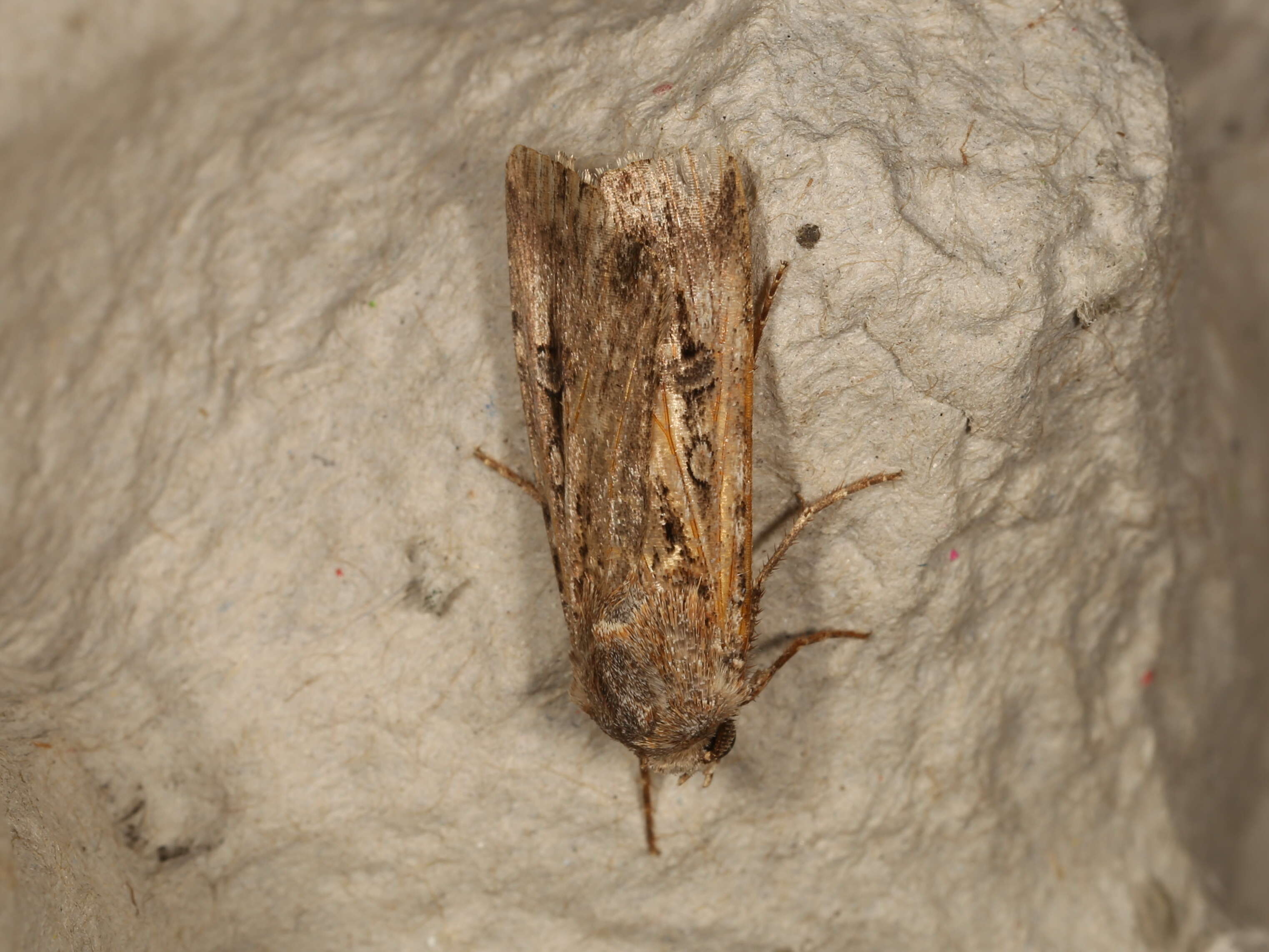 Image of Agrotis munda Walker 1856