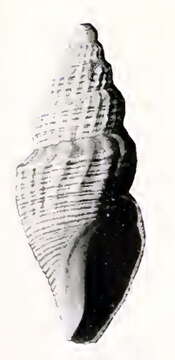 Oenopota inequita (Dall 1919)的圖片