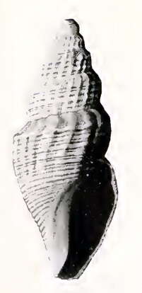 Image of Oenopota inequita (Dall 1919)