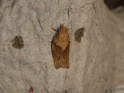 Image of Light brown apple moth