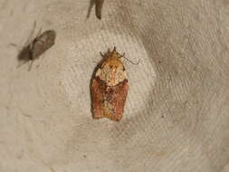 Image of Light brown apple moth