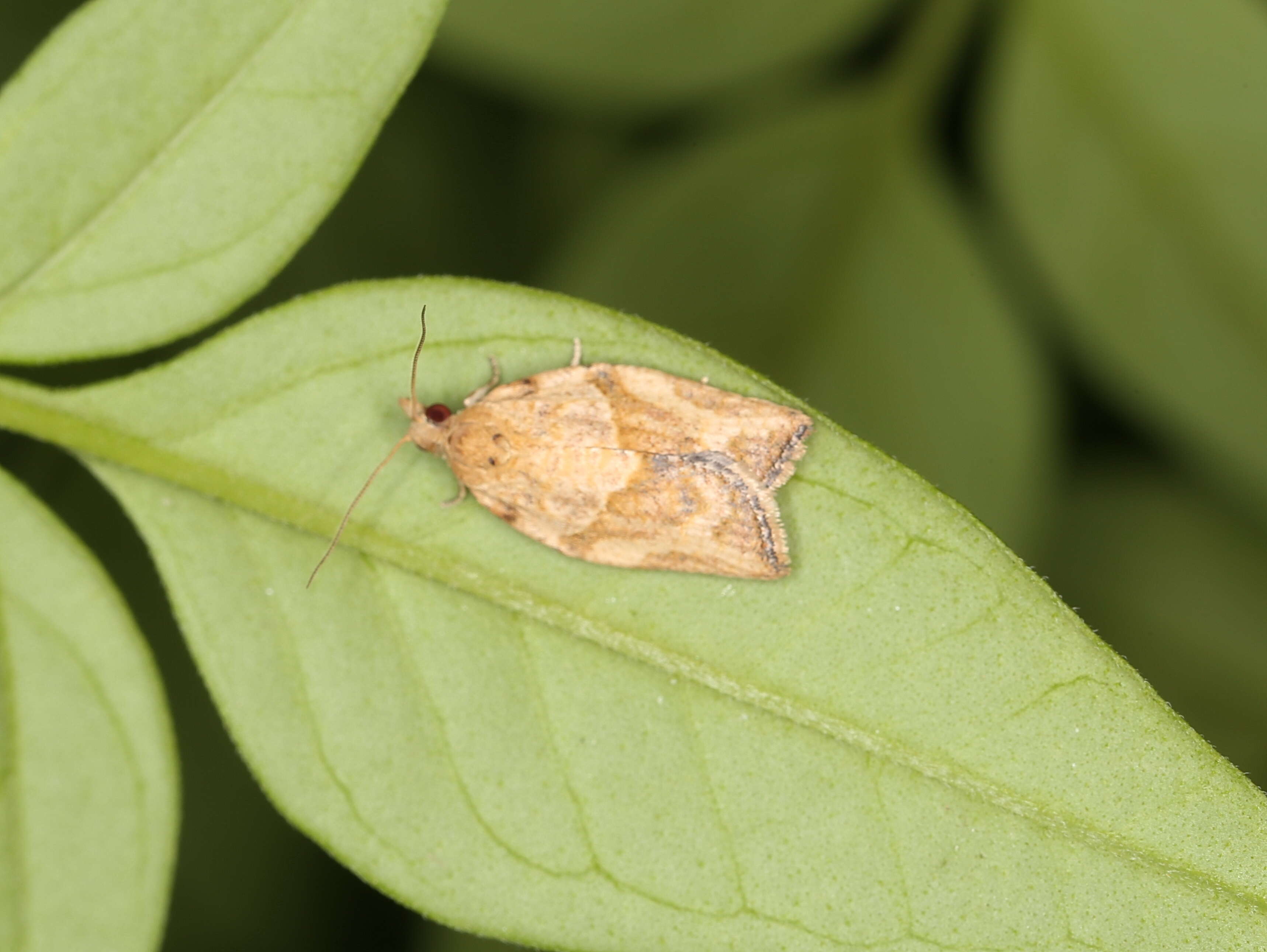 Image of Light brown apple moth