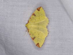 Image of brimstone moth