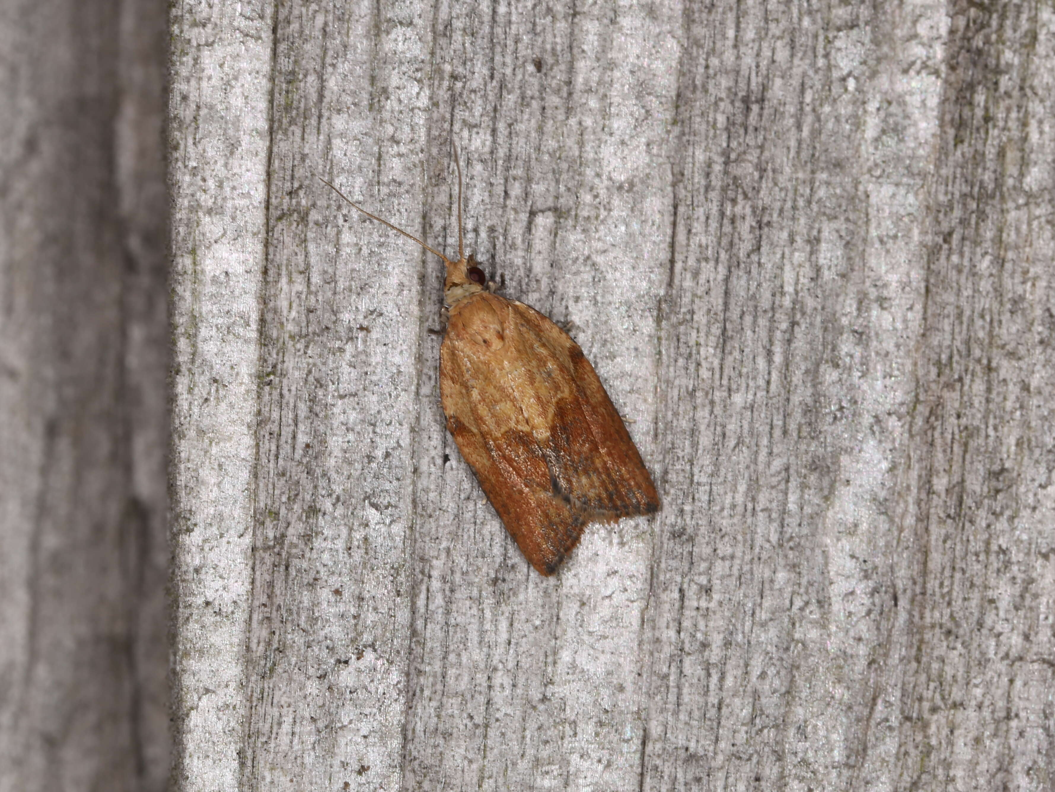 Image of Light brown apple moth