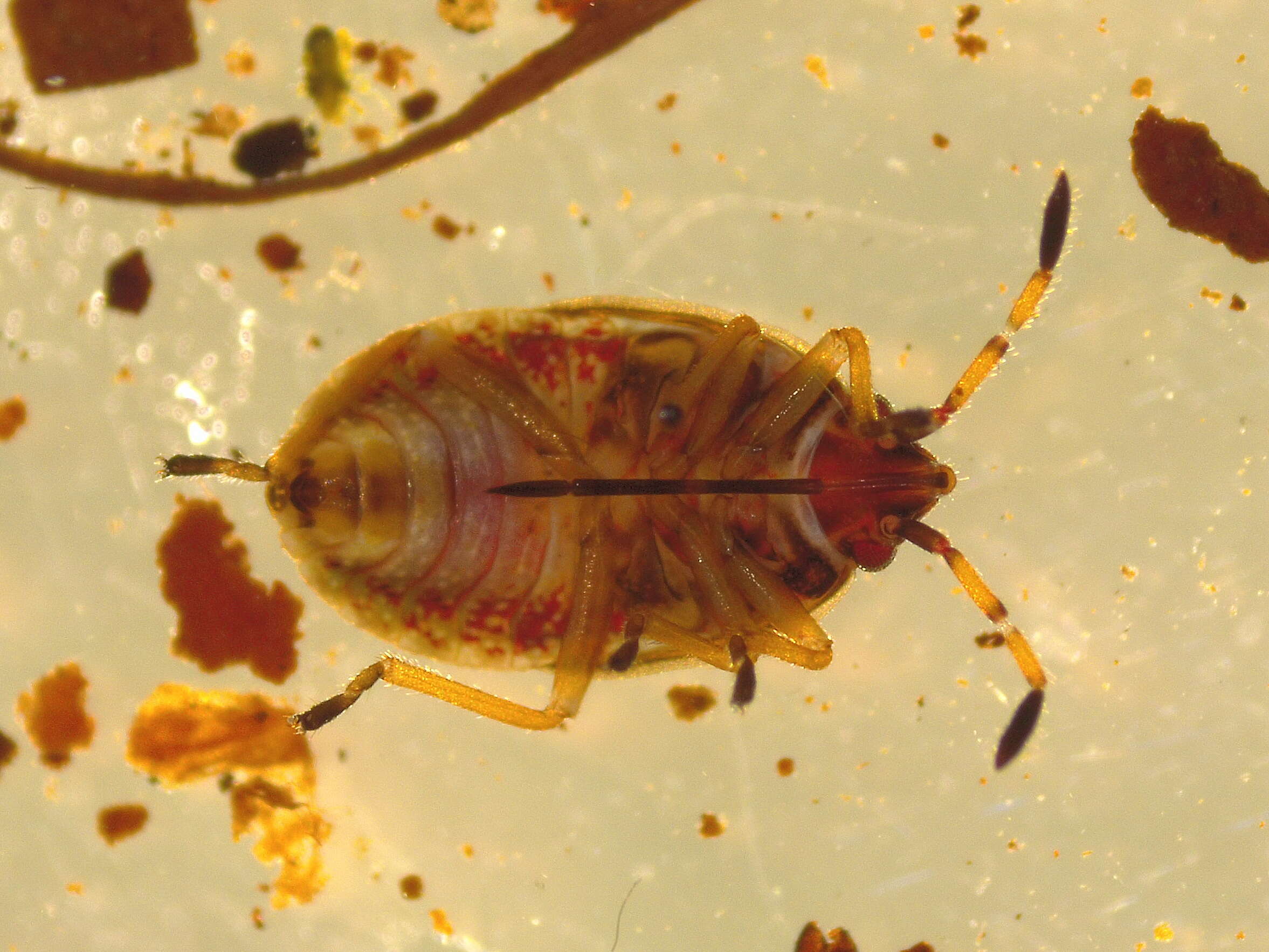 Image of Birch Catkin Bug