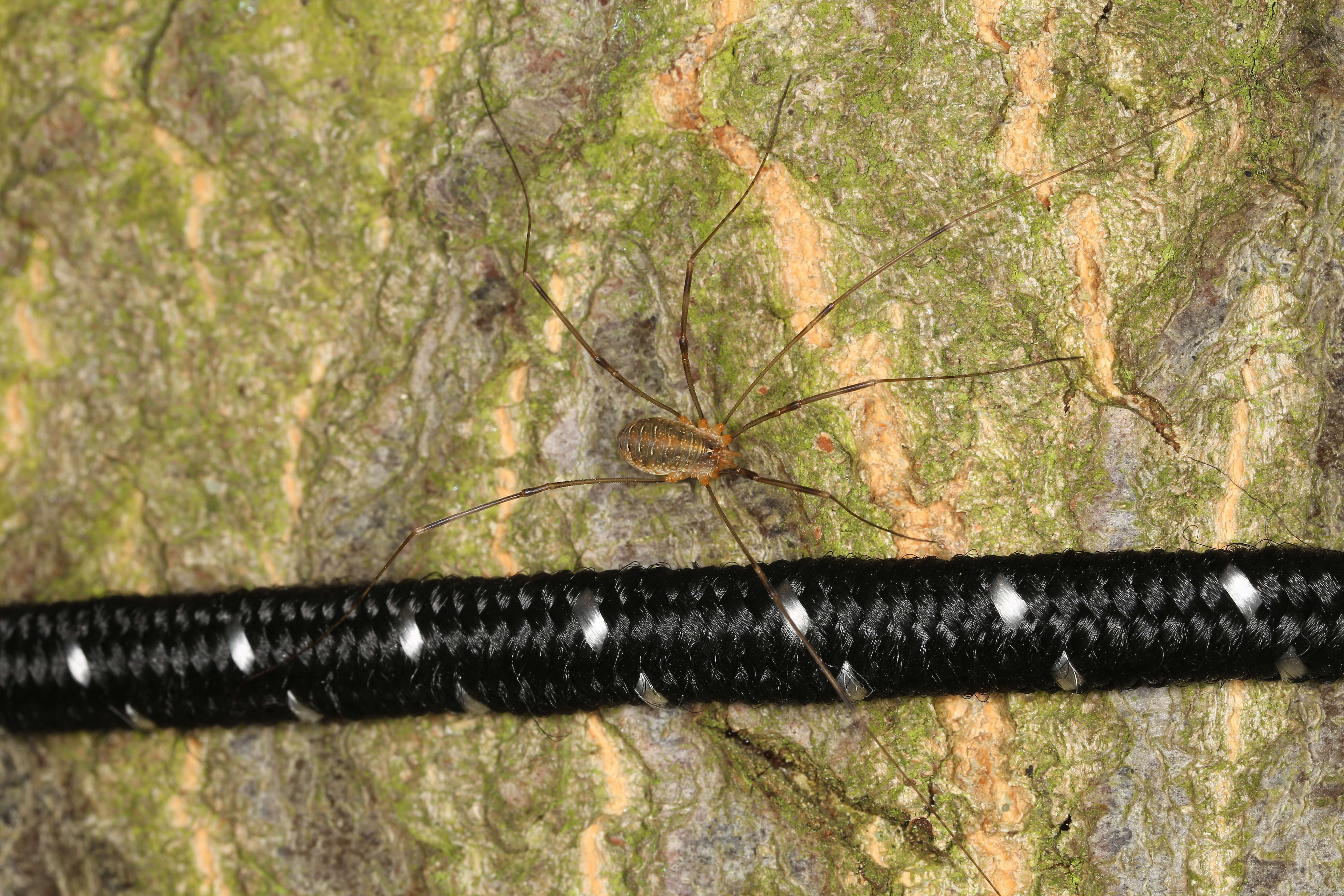 Image of Opilio canestrinii