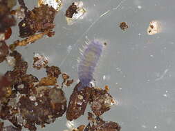 Image of Springtail