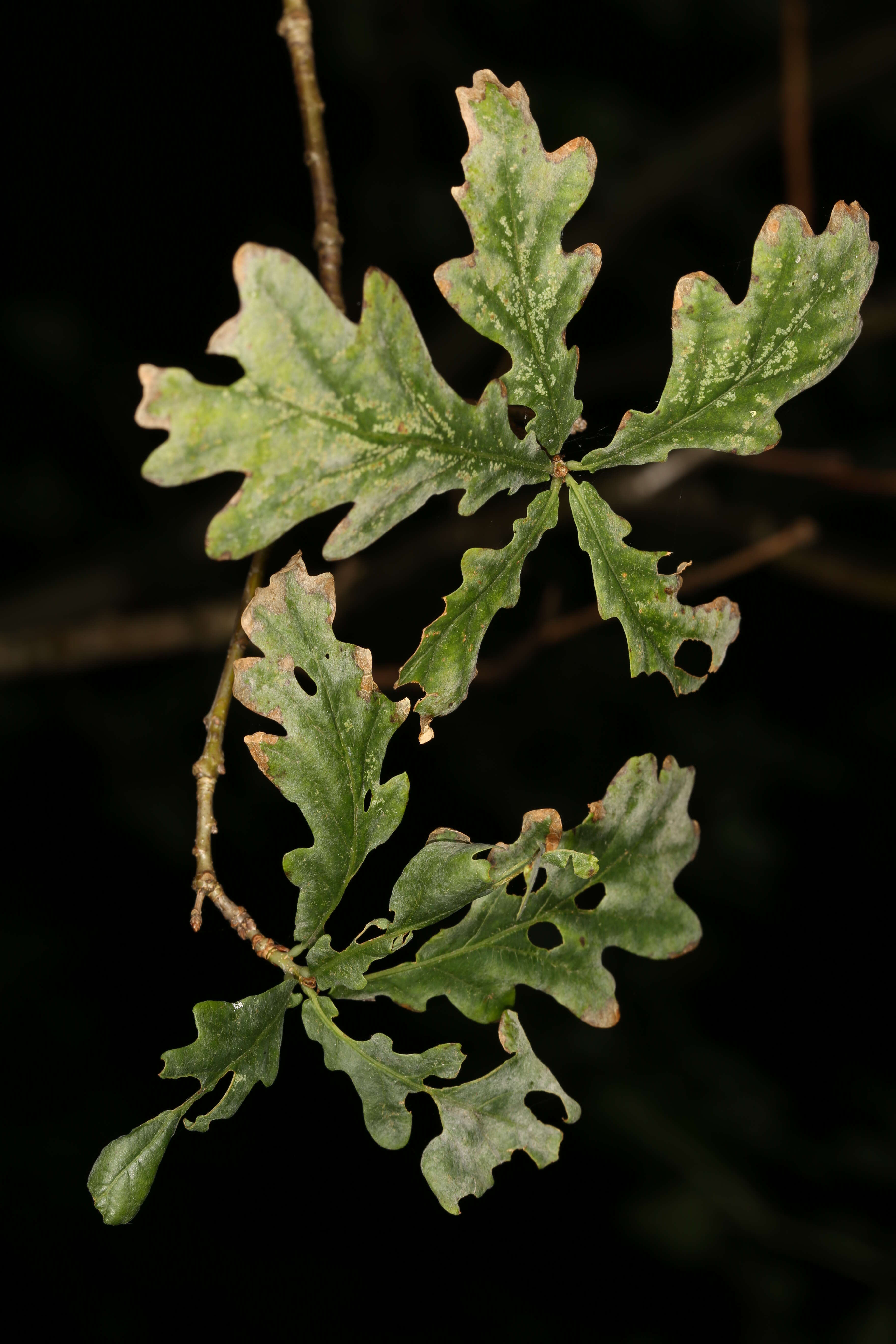 Image de Chêne Pédonculé