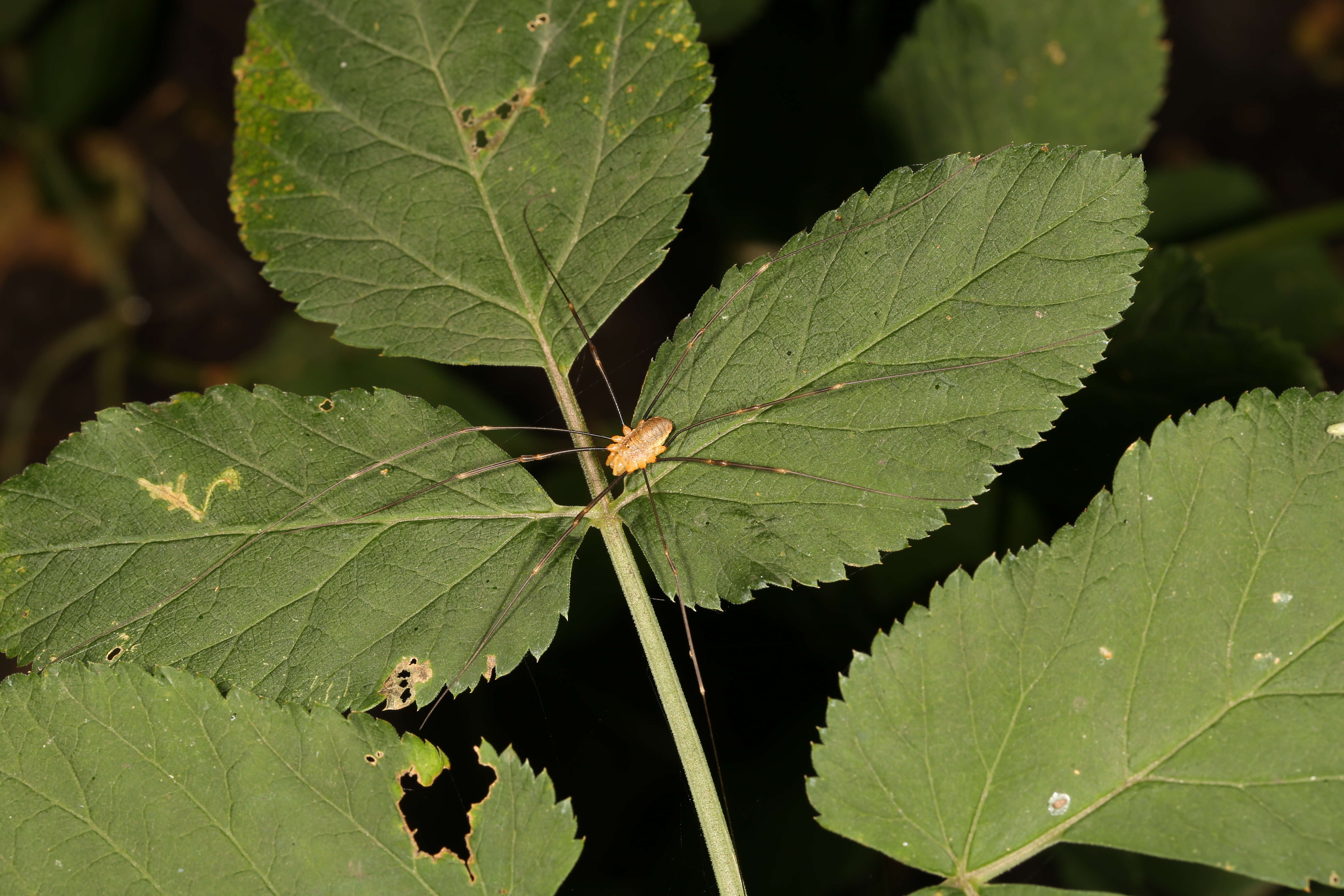 Image of Opilio canestrinii