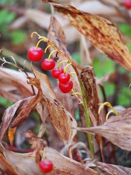 Image of convallaria