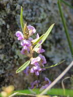 Image of Blue Bonnet