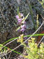 Image of Blue Bonnet