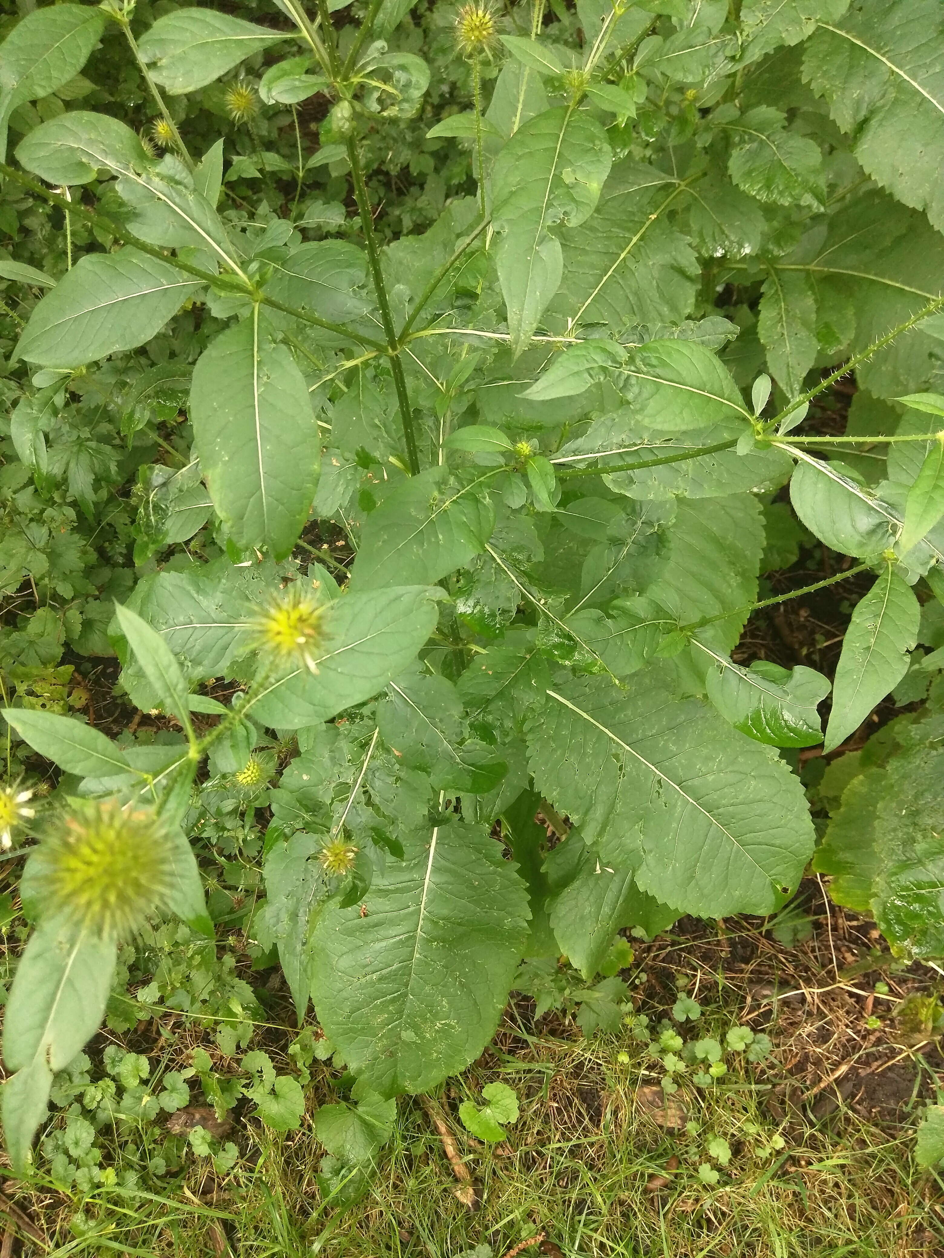 Image of small teasel