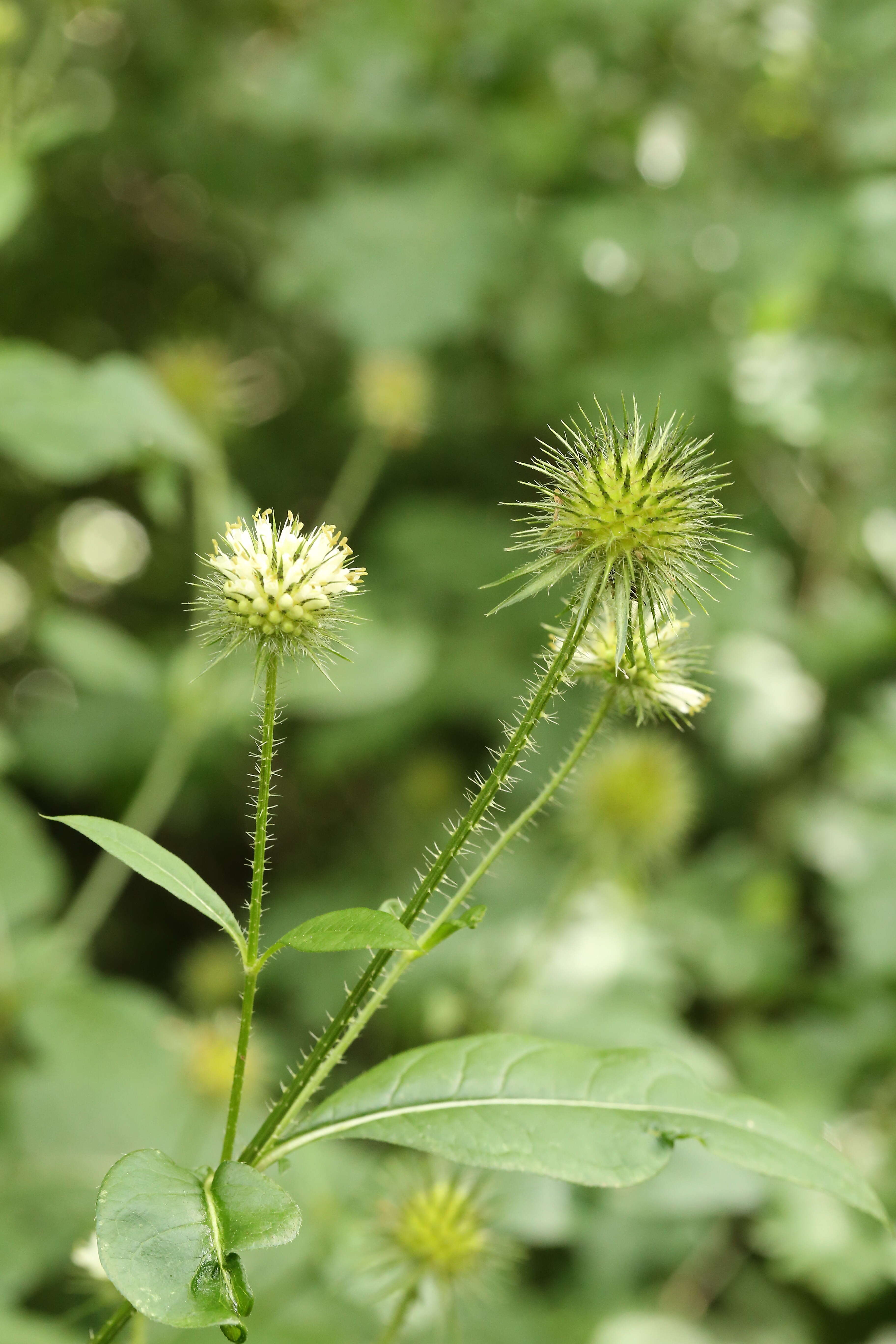 Image of small teasel