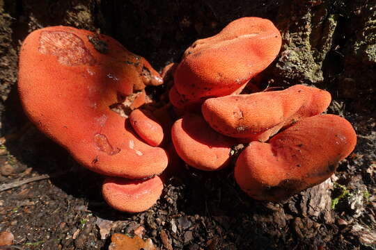 Image of Fistulinaceae