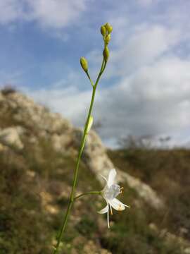 Image of Branched St Bernard's lily