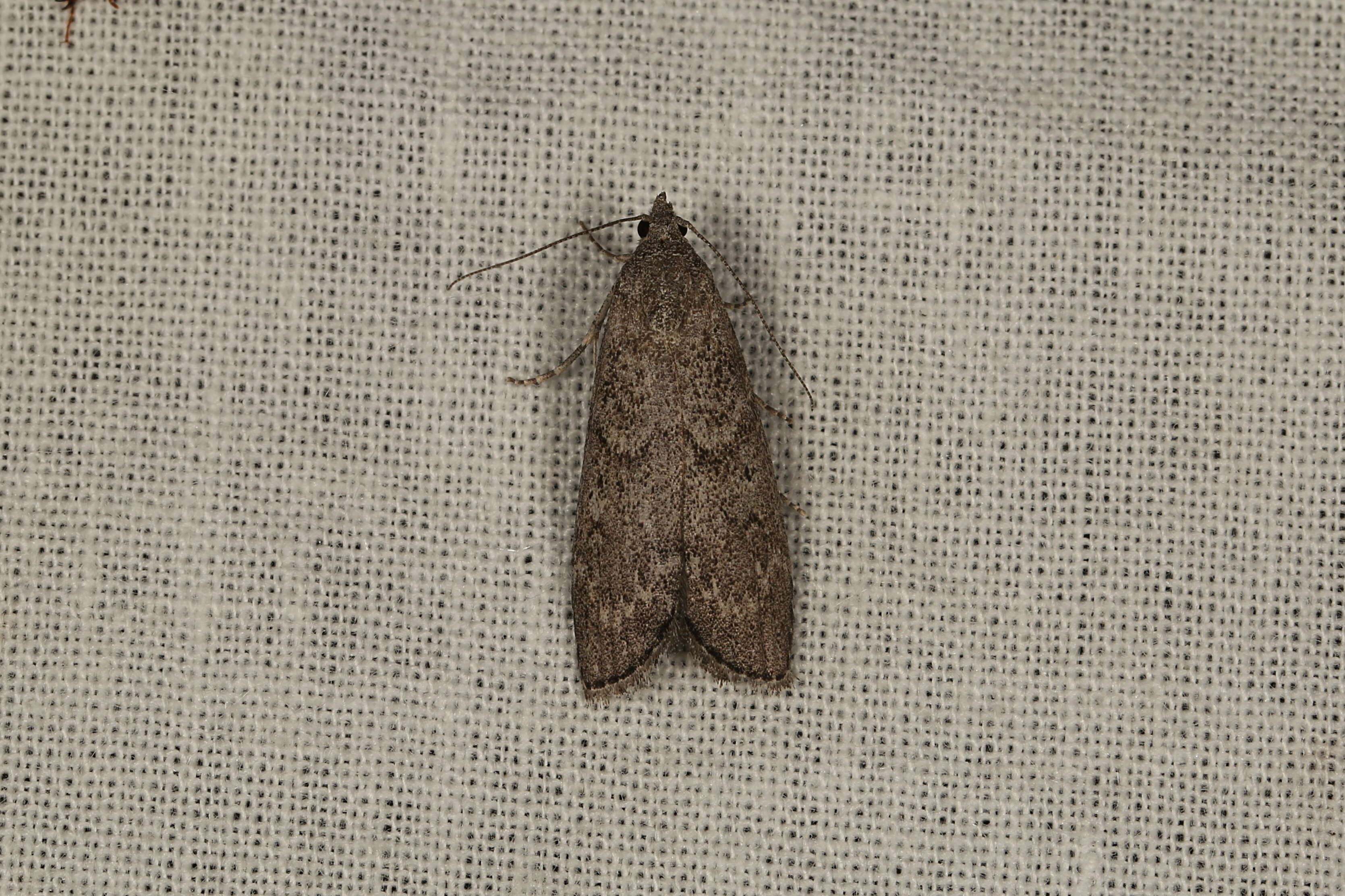 Image of Heteromicta pachytera Meyrick 1880