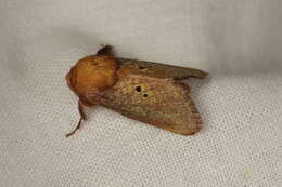 صورة Doratifera quadriguttata Walker 1855