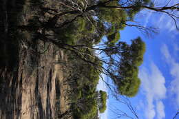 Image of Eucalyptus foecunda Schau.