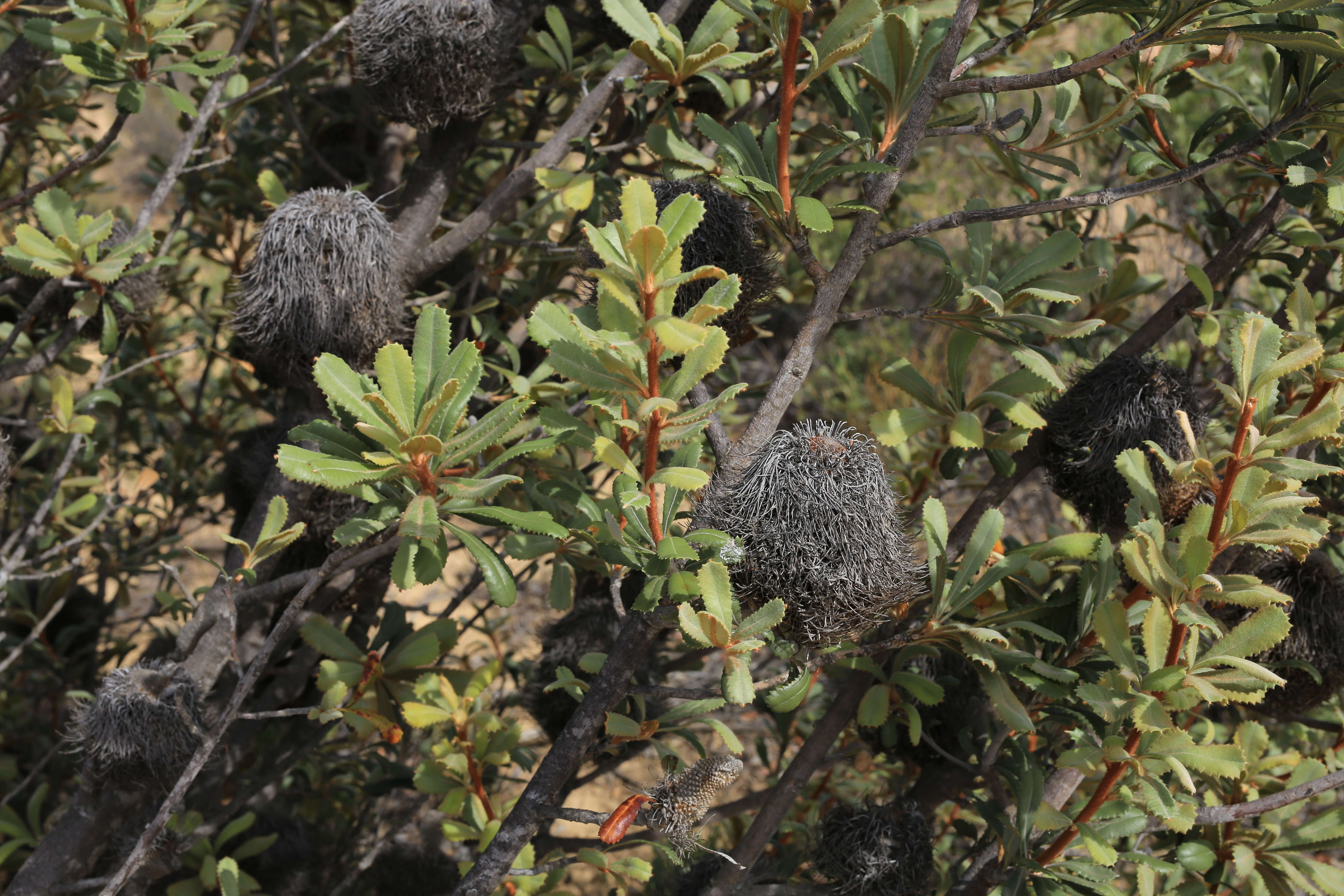 Sivun Banksia ornata F. Müll. ex Meissn. kuva