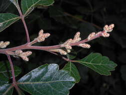 Image of fragrant sumac