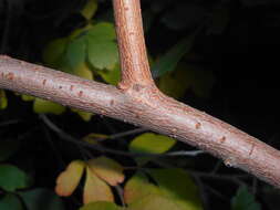 Image of fragrant sumac