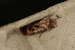 Image of Agrotis munda Walker 1856